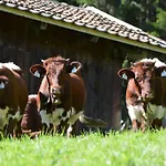 Bio-bergbauernhof Hubgut Gospodarstwo agroturystyczne