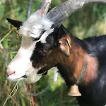 Gospodarstwo agroturystyczne Bio-bergbauernhof Hubgut