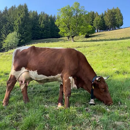 Farm stay Hubgut Zell am See