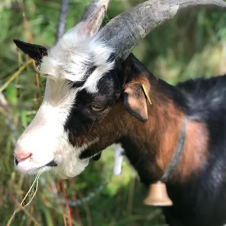Feriegård Bio-bergbauernhof Hubgut