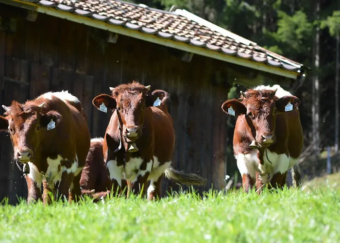 Bio-bergbauernhof Hubgut Agroturismo