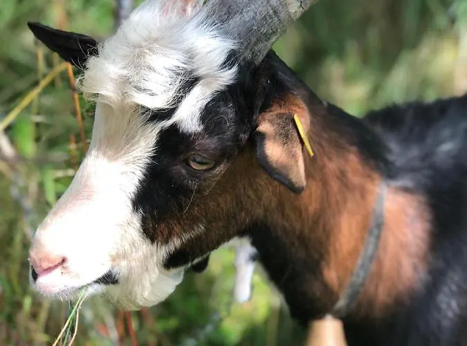 Agroturismo Bio-bergbauernhof Hubgut